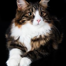 Kurilean Bobtail DK Korzhik's Louis Vallet