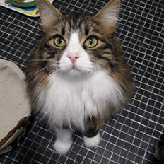 Kurilean Bobtail DK Korzhik's Louis Vallet