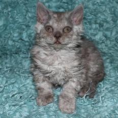 Selkirk Rex  Tzari Revolution (Lulu)