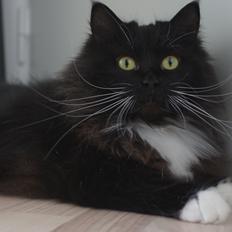 Blanding af racer Vespa