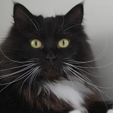 Blanding af racer Vespa