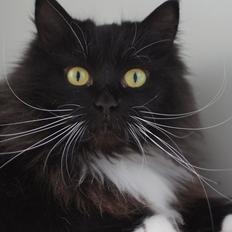 Blanding af racer Vespa