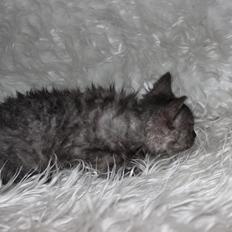 Selkirk Rex Tzari Amphetamine