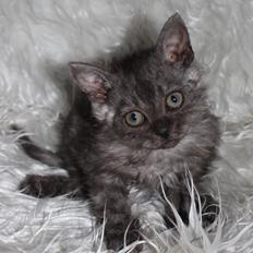 Selkirk Rex Tzari Amphetamine