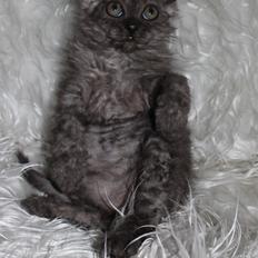 Selkirk Rex Tzari Amphetamine