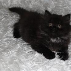 Selkirk Rex  Tzari Dark Dance