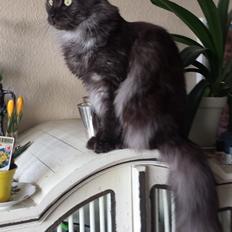 Maine Coon Selma -Venter killinger ca. 19 juni 2016.