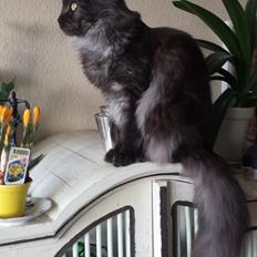 Maine Coon Selma -Venter killinger ca. 19 juni 2016.