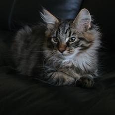 Maine Coon Sonja