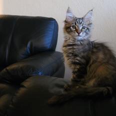 Maine Coon Sonja