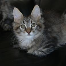 Maine Coon Sally 