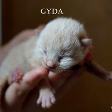 Huskat Gyda 