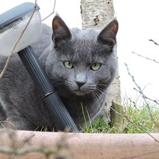 Russian Blue Vinterberg