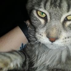 Maine Coon Silver