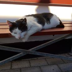 Huskat Lillemis (Himmelkat)