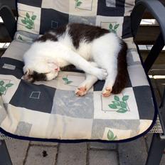 Huskat Reya (Himmelkat)