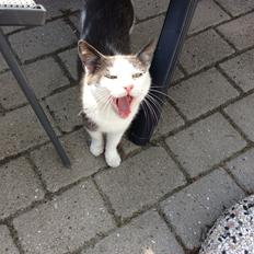 Huskat Reya (Himmelkat)