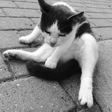 Huskat Reya (Himmelkat)