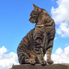 Huskat Oscar *Himmelkat*