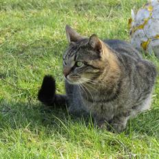 Blanding af racer Felix