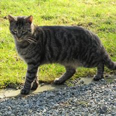 Blanding af racer Sam