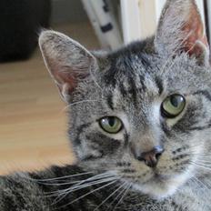 Blanding af racer Sam