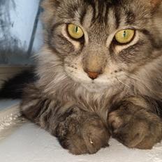 Maine Coon Silver
