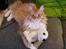 Maine Coon Obi wan kenobi
