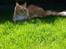 Maine Coon Obi wan kenobi