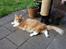 Maine Coon Obi wan kenobi