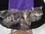 Maine Coon Bobby (hvil i fred <3)