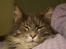 Maine Coon Bobby (hvil i fred <3)