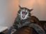 Maine Coon Bobby (hvil i fred <3)