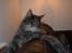 Maine Coon Bobby (hvil i fred <3)