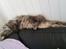 Maine Coon Bobby (hvil i fred <3)