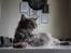 Maine Coon Bobby (hvil i fred <3)