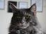 Maine Coon Bobby (hvil i fred <3)