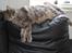Maine Coon Bobby (hvil i fred <3)