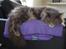 Maine Coon Bobby (hvil i fred <3)