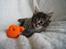 Maine Coon Sonja