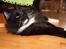 Norsk Skovkat Dk H.M.Cats Voulez Vouz