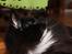 Norsk Skovkat Dk H.M.Cats Voulez Vouz