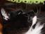 Norsk Skovkat Dk H.M.Cats Voulez Vouz
