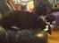 Norsk Skovkat Dk H.M.Cats Voulez Vouz