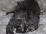 Selkirk Rex  Tzari Lay Down the Law - 5 uger
