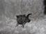 Selkirk Rex  Tzari Lay Down the Law - 5 uger