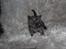 Selkirk Rex  Tzari Lay Down the Law - 5 uger
