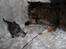 Selkirk Rex  Tzari Lay Down the Law