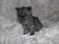 Selkirk Rex  Tzari Lay Down the Law - 5 uger