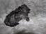 Selkirk Rex  Tzari Lay Down the Law - 5 uger